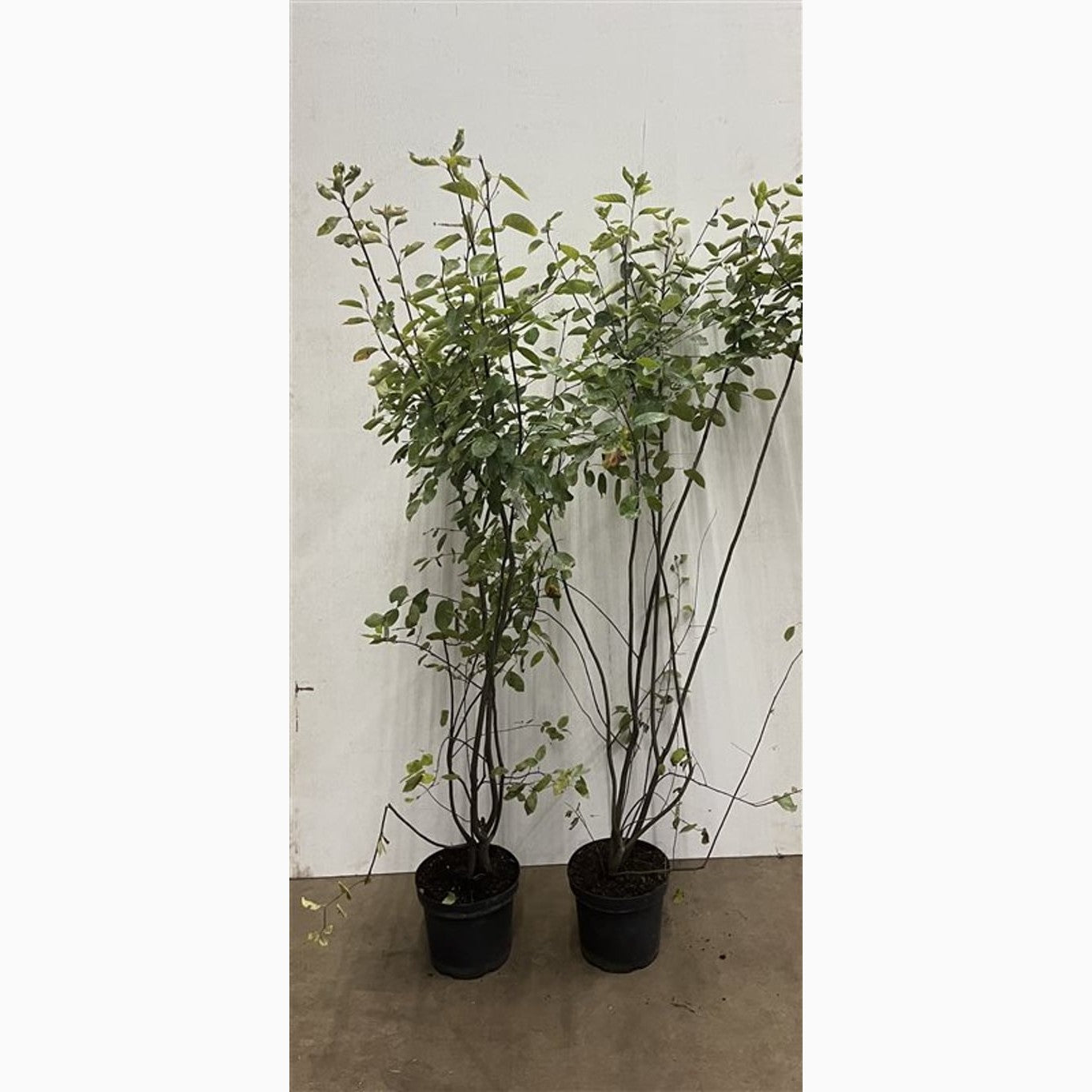 Häggmispel – Amelanchier lamarckii - C7,5 125-150 CM